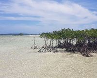 Virgin Island 2