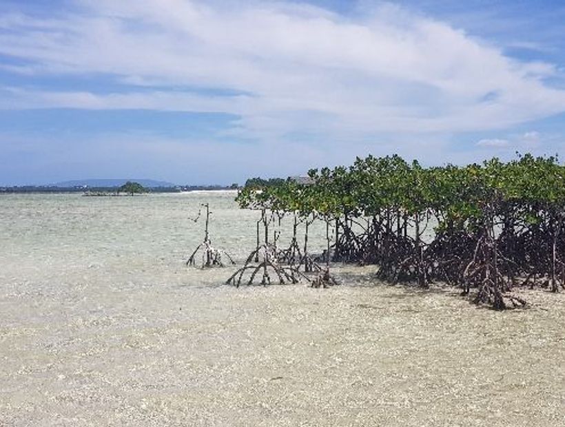 Virgin Island 2