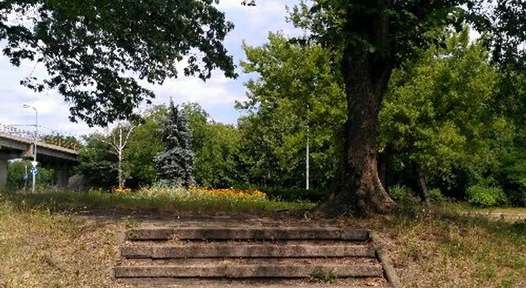 Ступени под деревом