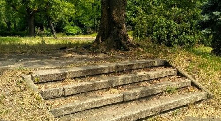 Ступени под деревом
