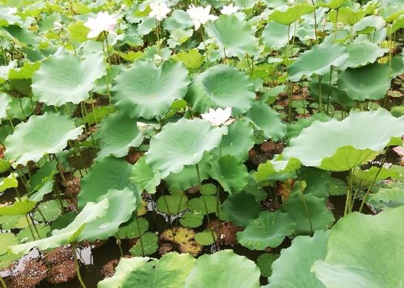 Shing Mun Valley Park 1