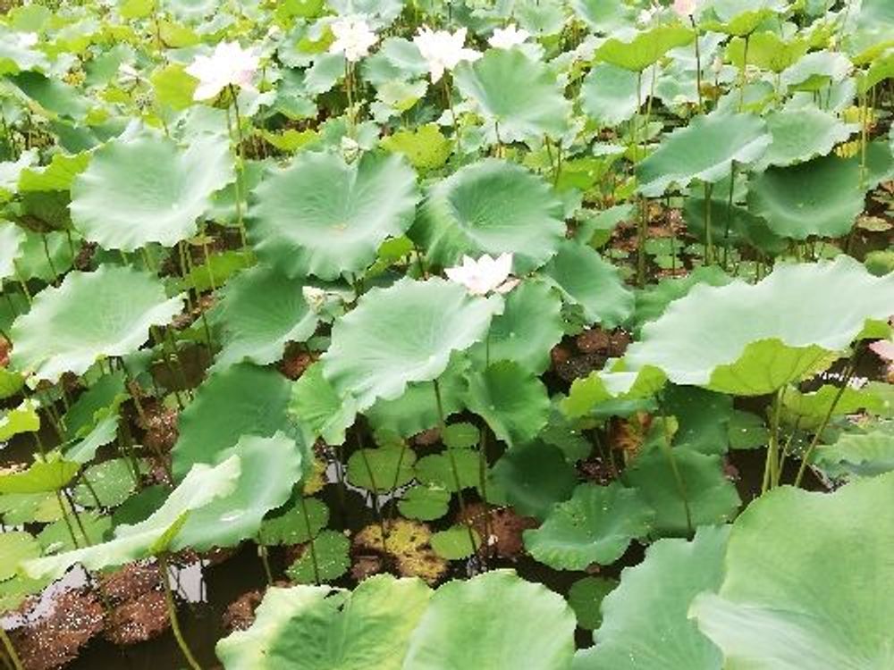 Shing Mun Valley Park — image 1