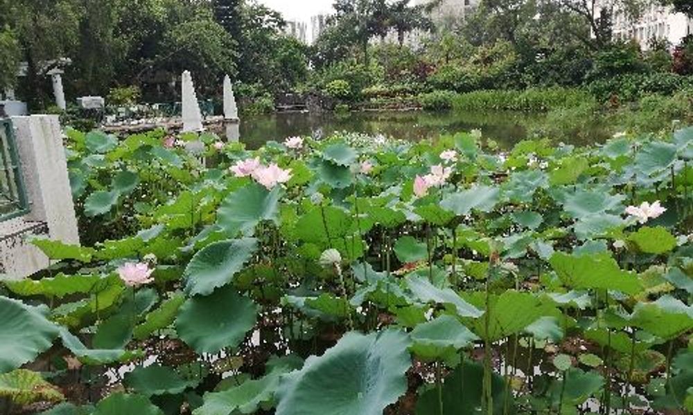 Shing Mun Valley Park