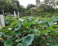 Shing Mun Valley Park 2