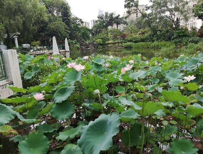 Shing Mun Valley Park 2