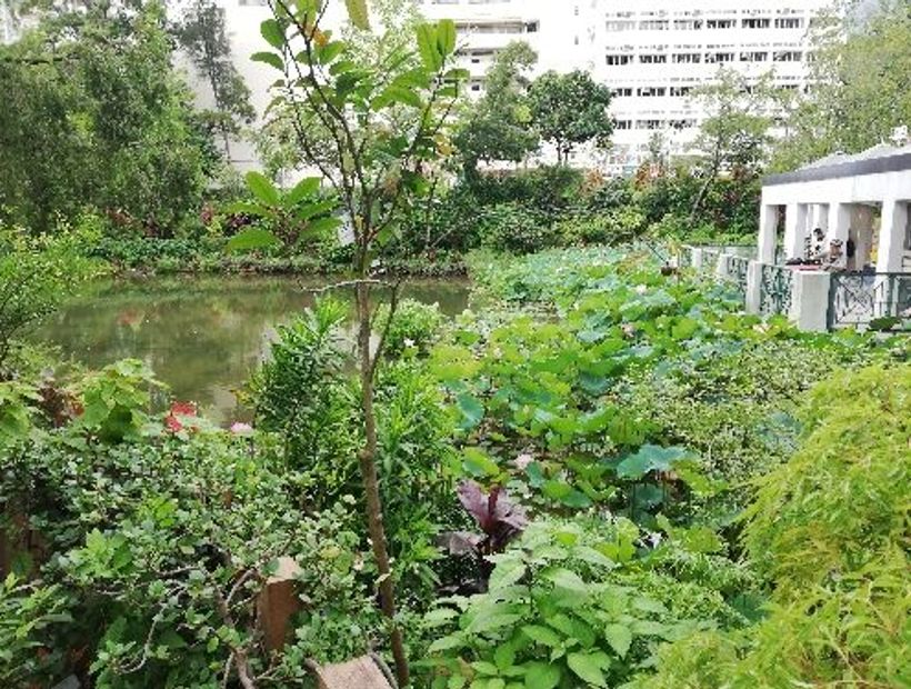 Shing Mun Valley Park 3