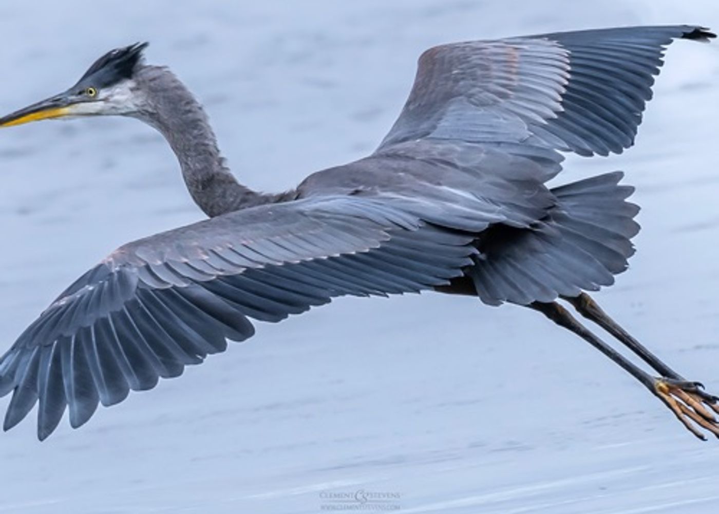 Bird rookery  1