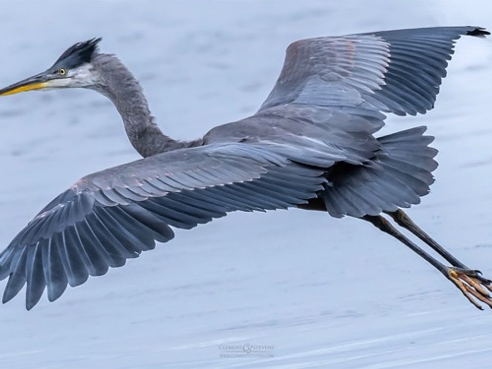 Bird rookery  — image 1