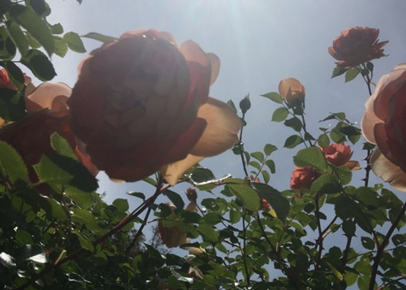 Rosebustocazzo 1