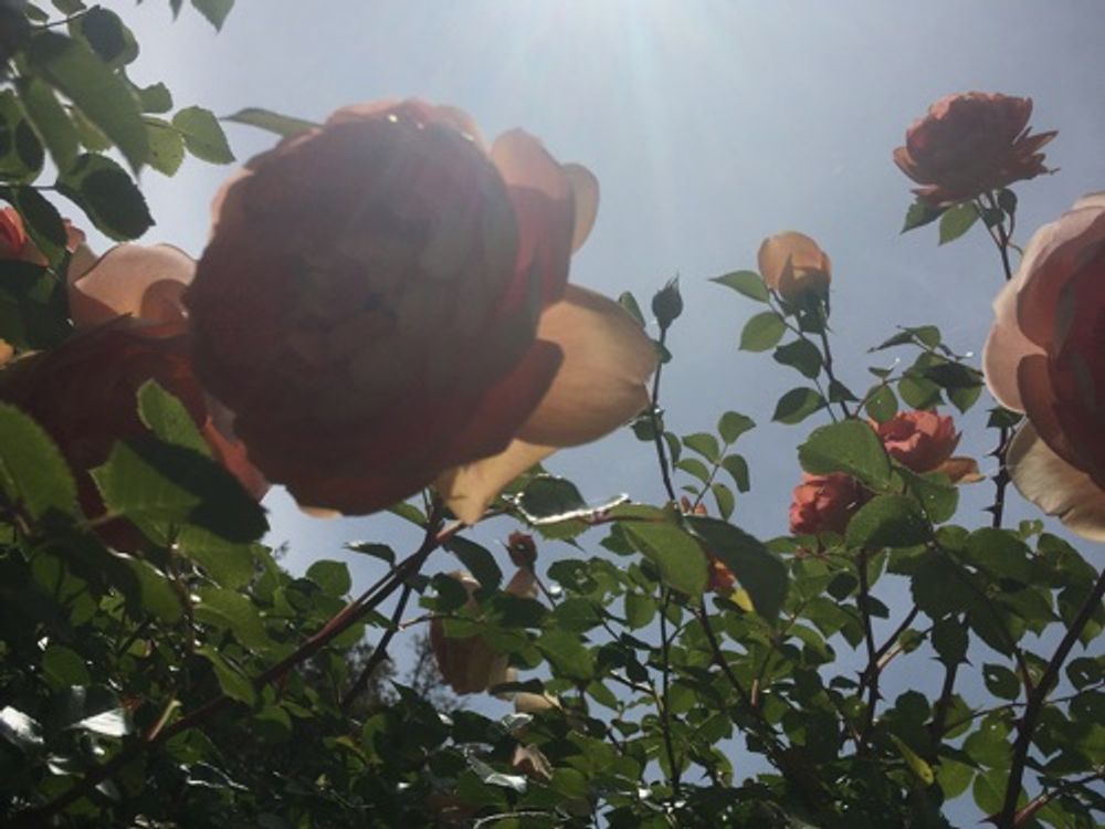 Rosebustocazzo — image 1