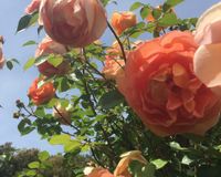 Rosebustocazzo 2