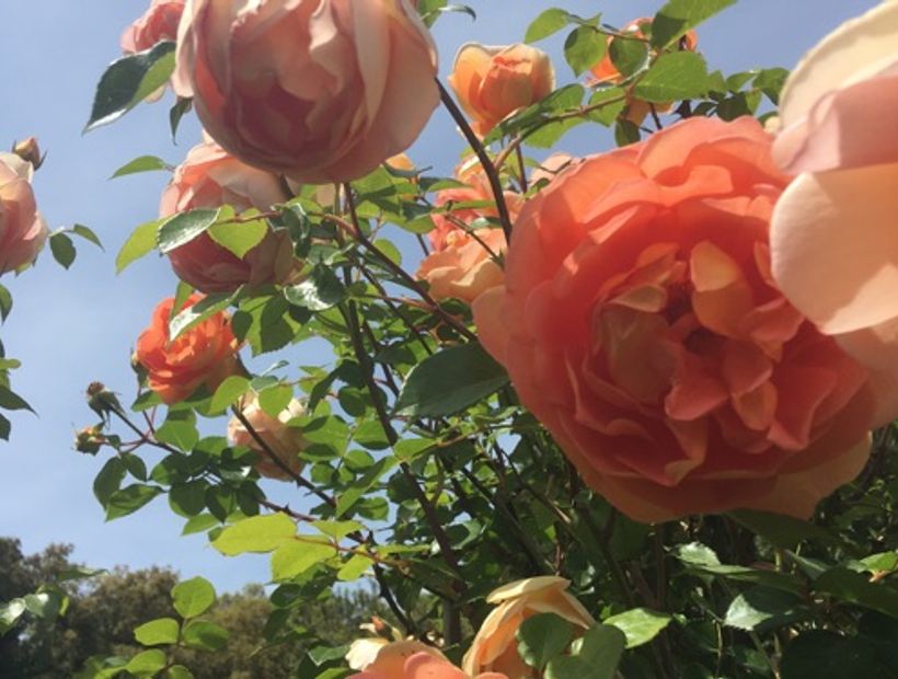 Rosebustocazzo 2