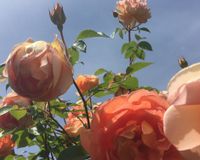 Rosebustocazzo 3