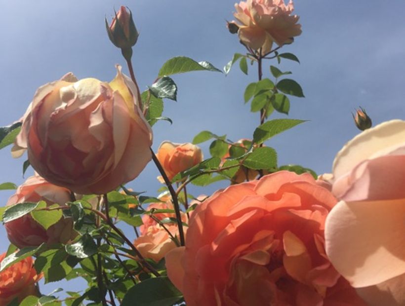 Rosebustocazzo 3