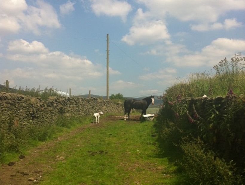Ravensleach Farm 4