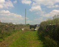 Ravensleach Farm 4