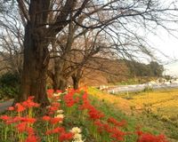 Sakura Pathway 2