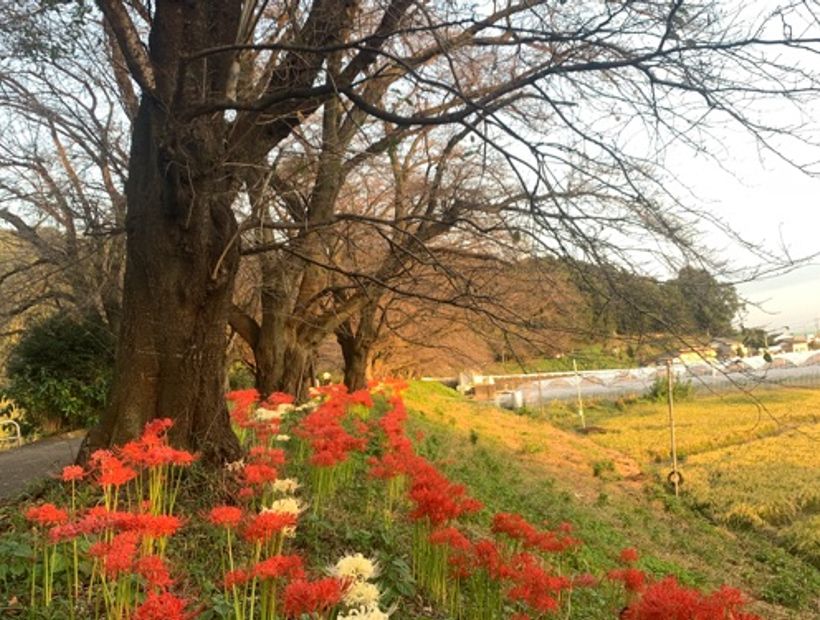Sakura Pathway 2