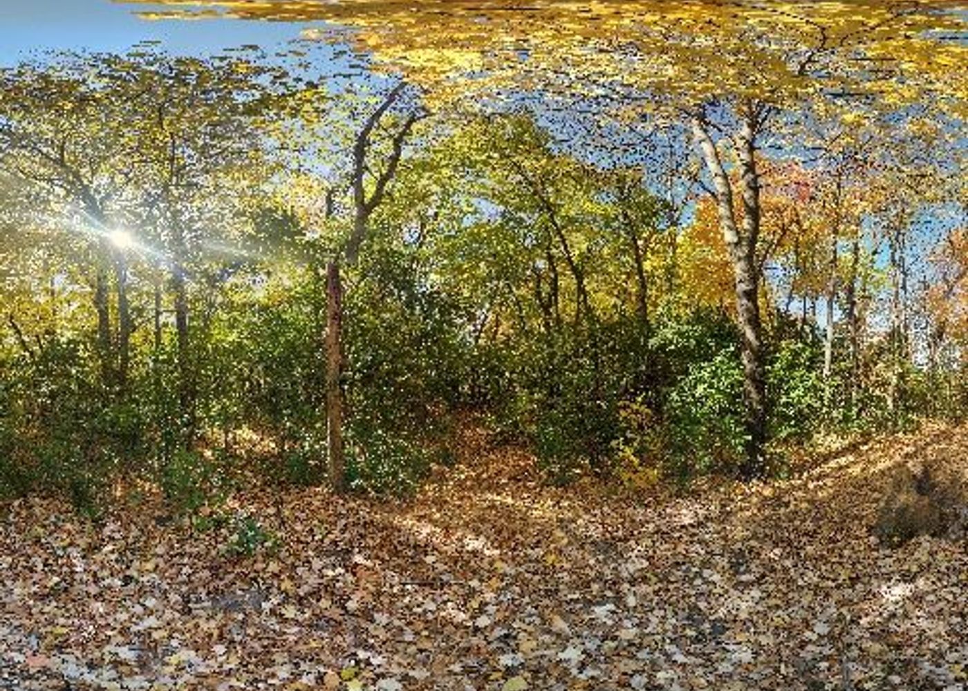 Boundary Creek Forest path 1