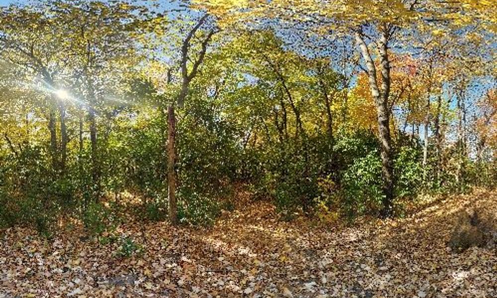 Boundary Creek Forest path