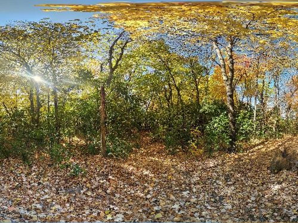 Boundary Creek Forest path — image 1