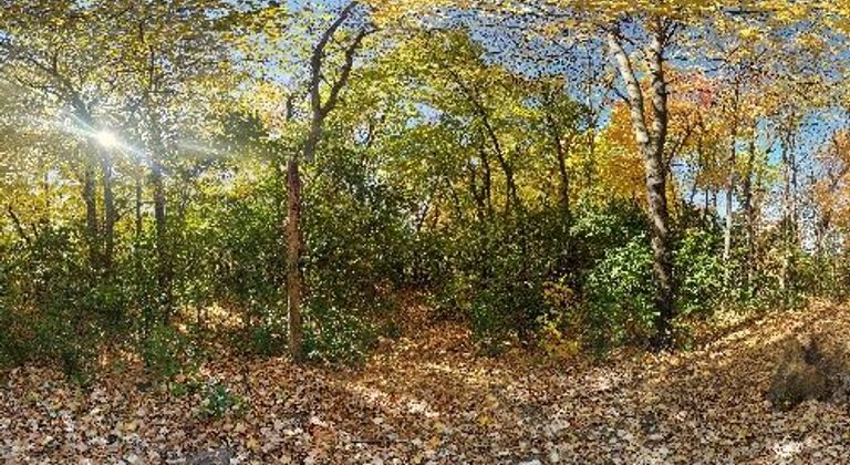 Boundary Creek Forest path