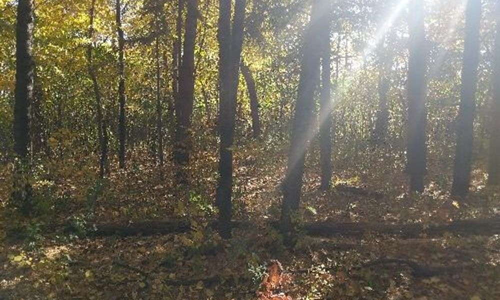 Boundary Creek Forest path