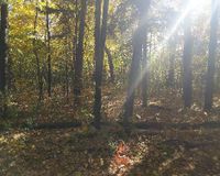 Boundary Creek Forest path 2