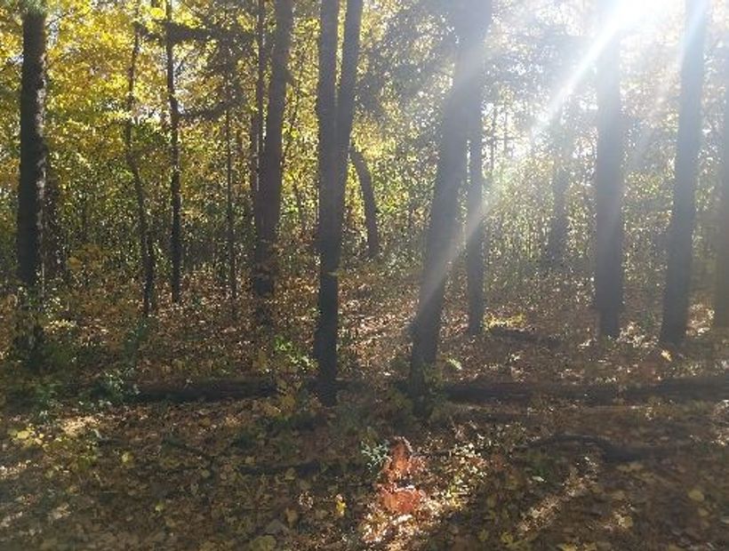 Boundary Creek Forest path 2
