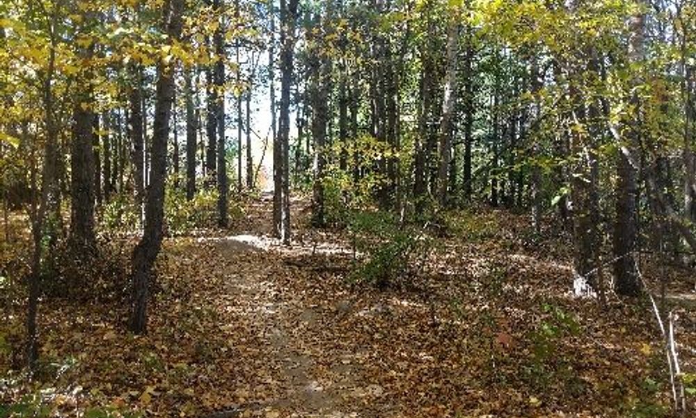 Boundary Creek Forest path