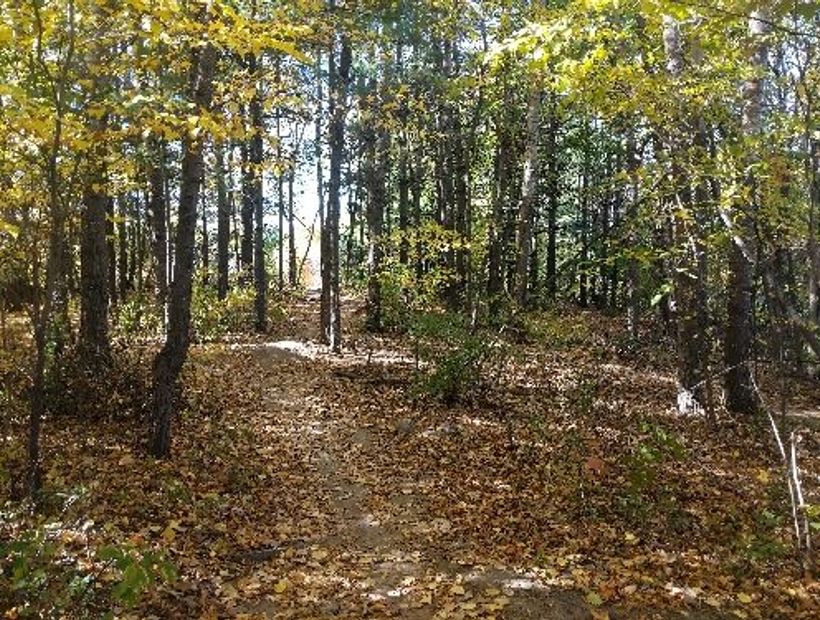 Boundary Creek Forest path 3