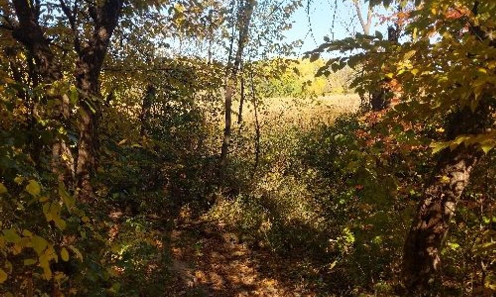 Boundary Creek Forest path