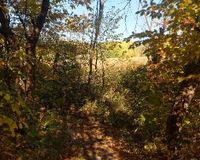 Boundary Creek Forest path 4