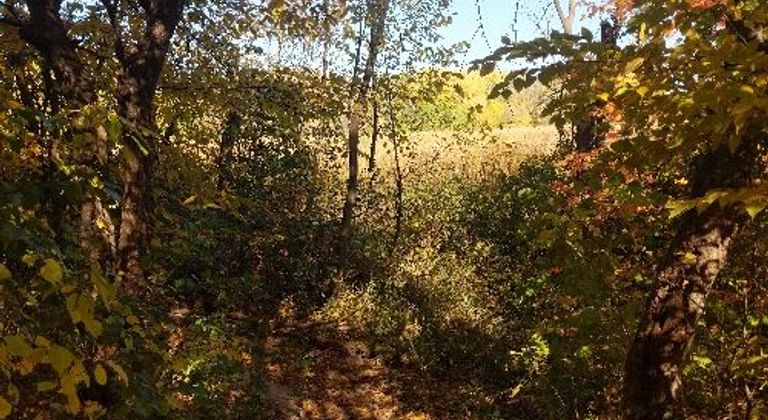 Boundary Creek Forest path