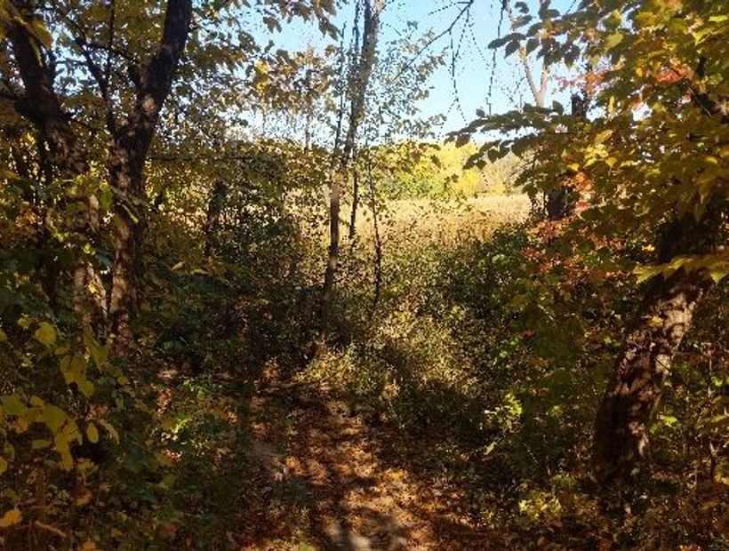 Boundary Creek Forest path 4