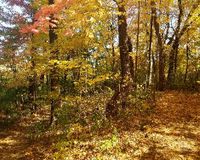 Boundary Creek Forest path 5