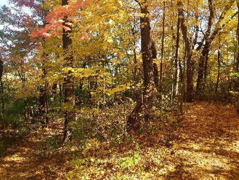 Boundary Creek Forest path 5