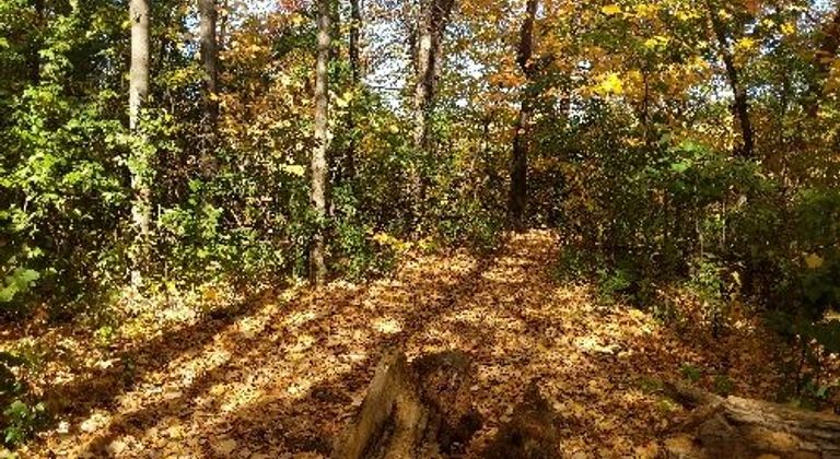 Boundary Creek Forest path