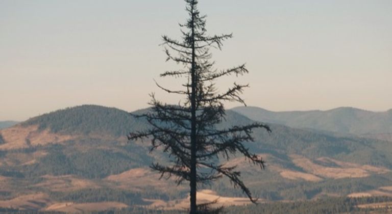East Lookout