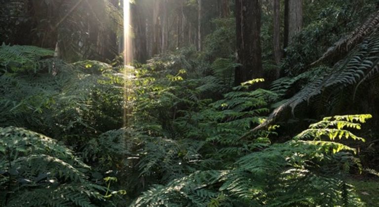 Forrest w/ Dirt Road