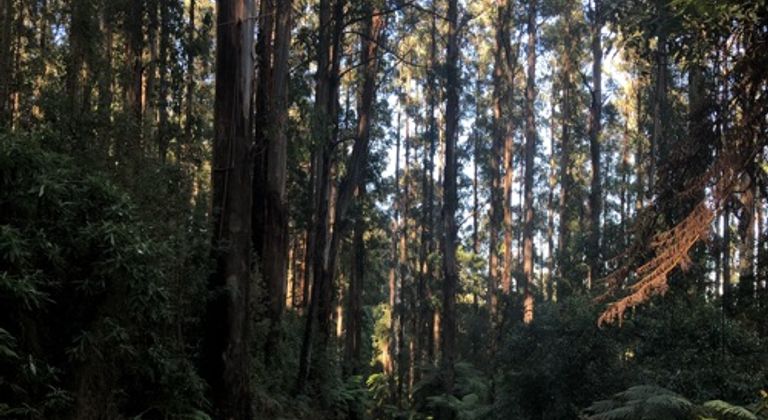 Forrest w/ Dirt Road