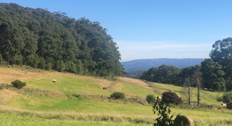 Clearing with Forrest