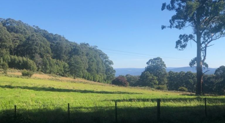 Clearing with Forrest