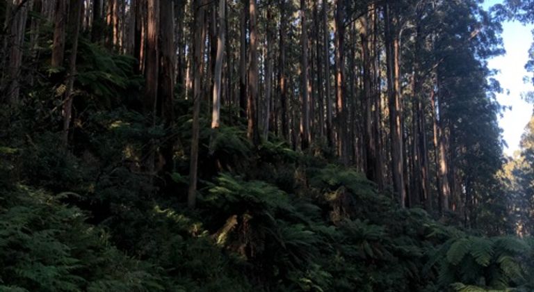 Forrest w/ Dirt Road
