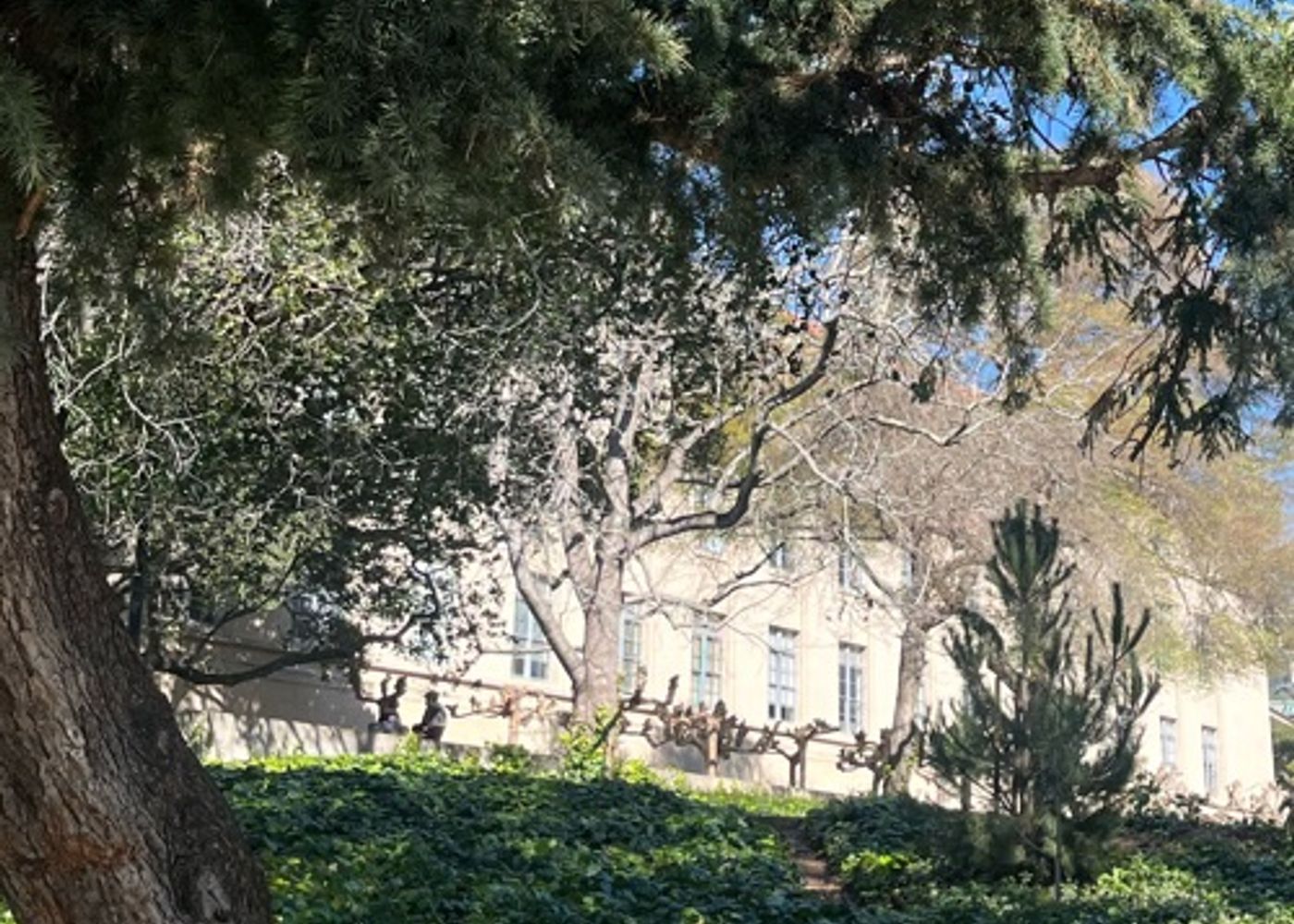 Wilted trees outside bridge concrete building 1