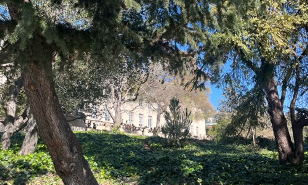 Wilted trees outside bridge concrete building