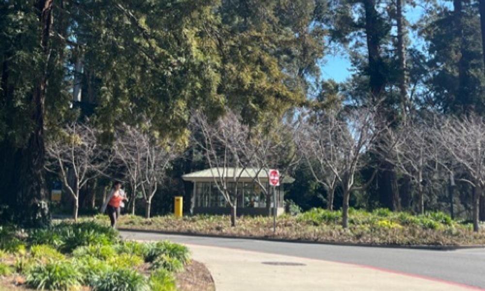 Row of dead trees in middle of road