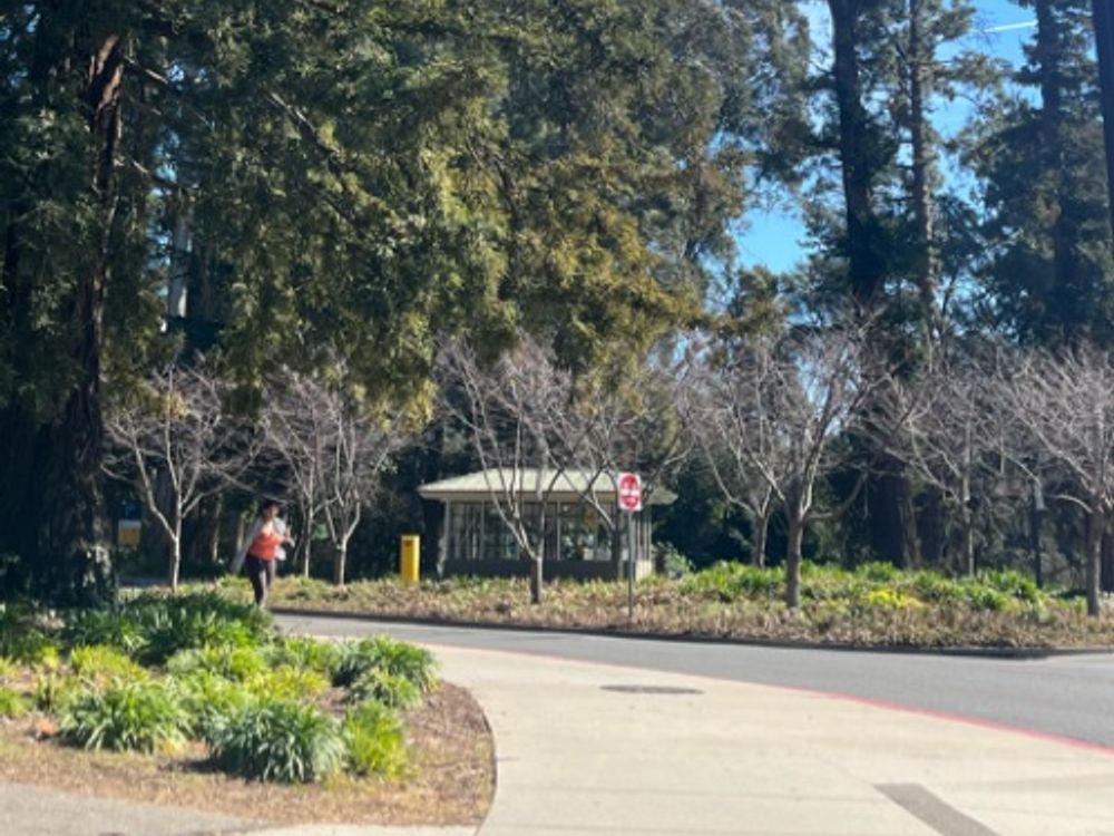 Row of dead trees in middle of road — image 1