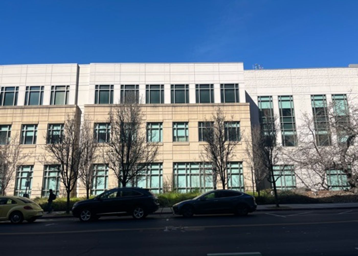 Row of both dead and alive trees outside new building 1