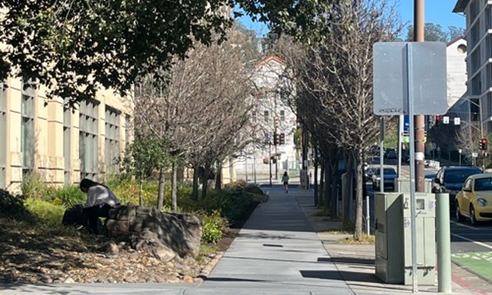 Row of both dead and alive trees outside new building